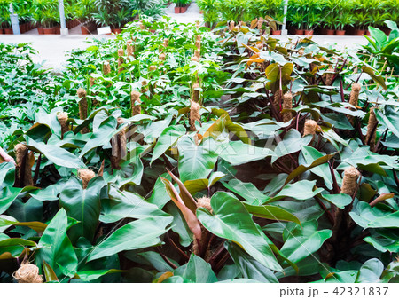 Inside commercial plastic greenhouse 42321837