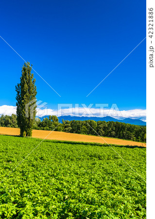 《北海道》美瑛・赤羽の丘 《北海道》美瑛・赤羽の丘 42321886