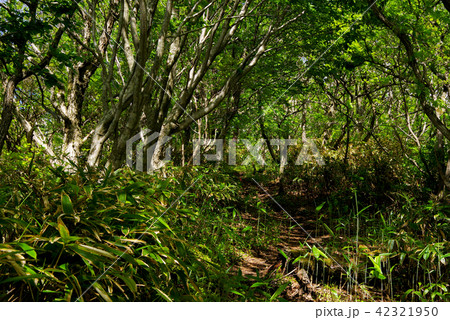 三瓶山、孫三瓶～奥の湯峠～大平山まで（218年） 42321950