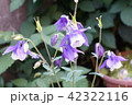 セイヨウオダマキ 42322116