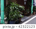 路地裏の観葉植物 42322123