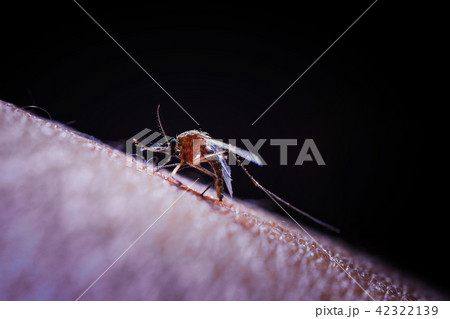 Mosquito sucking human blood on skin isolated 42322139