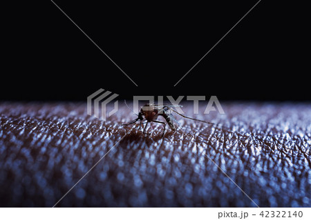 Mosquito sucking human blood on skin isolated 42322140
