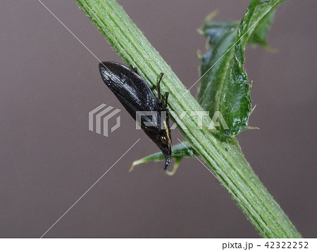 テングアワフキ 42322252