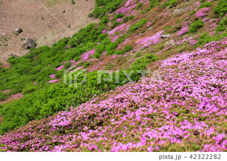 ミヤマキリシマ咲く九重連山・空池 ミヤマキリシマ咲く九重連山・空池 42322282