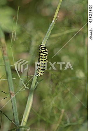 キアゲハの幼虫 42322336