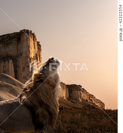 alone lion in savannah alone lion in savannah 42322554