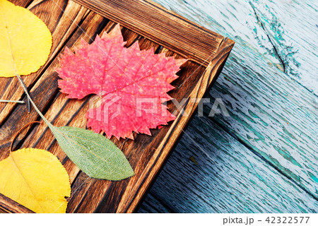 Pressed dried herbarium Pressed dried herbarium 42322577