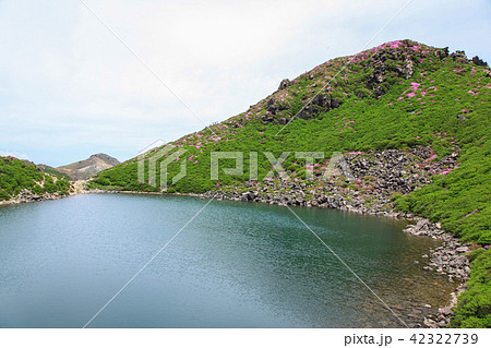 ミヤマキリシマ咲く九重連山・御池 42322739