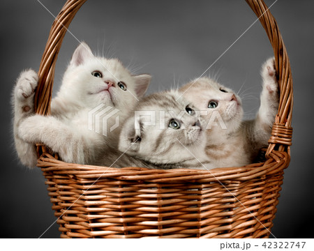 kitten scottish fold 42322747