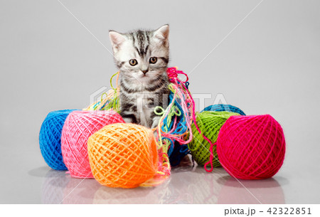 little kitten with many multi-coloured clew 42322851