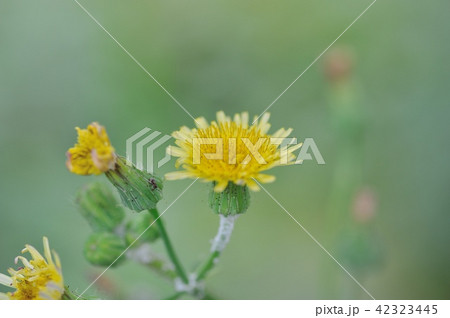 オニノゲシの花 42323445