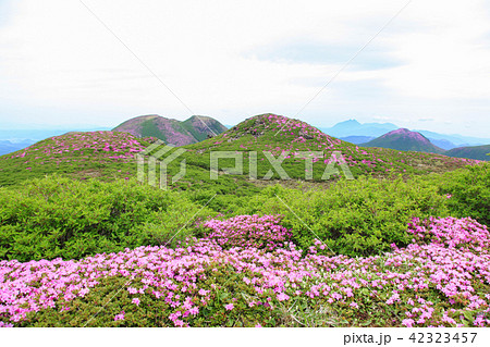 ミヤマキリシマ咲く九重連山・中岳 ミヤマキリシマ咲く九重連山・中岳 42323457