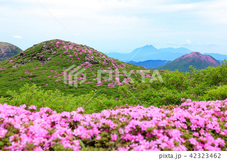 ミヤマキリシマ咲く九重連山・中岳 42323462