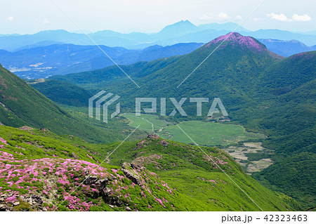 ミヤマキリシマ咲く九重連山・中岳 42323463