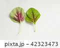 アマランサスの葉4 42323473