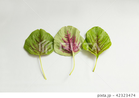 アマランサスの葉5 42323474