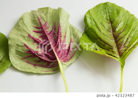 アマランサスの葉6 42323487