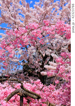 色鮮やかな鐘楼前の桜 色鮮やかな鐘楼前の桜 42323766