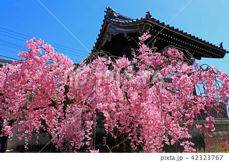 色鮮やかな鐘楼前の桜 色鮮やかな鐘楼前の桜 42323767