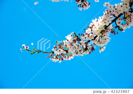 桜と空 桜と空 42323907