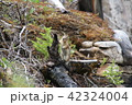 リス 42324004