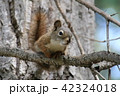 公園のリス 42324018