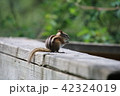 子リス 42324019