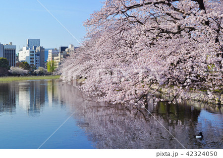 上野恩賜公園不忍池(蓮池)沿いの桜並木 42324050