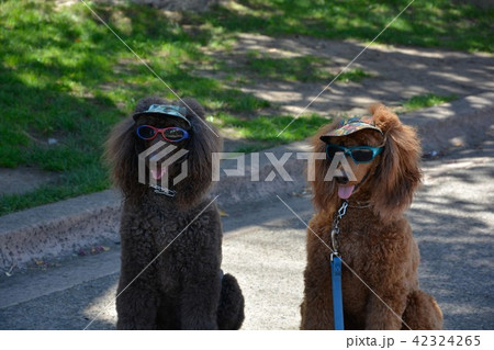 Fancy Dogs in sunglasses Fancy Dogs in sunglasses 42324265