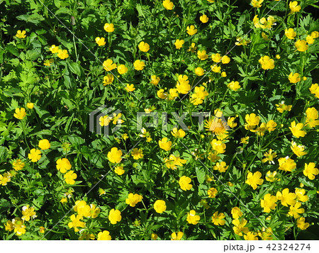 白山室堂 白山室堂 42324274