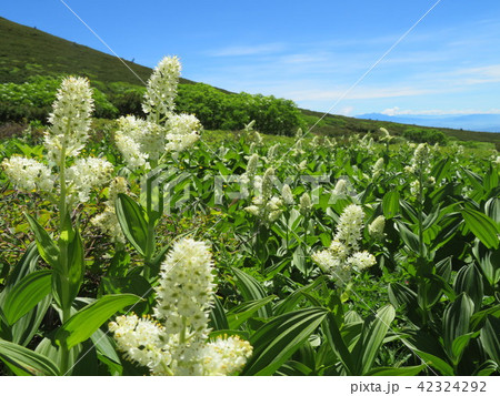 白山室堂 42324292