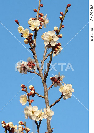 敷島総合公園、梅の里、梅の花 42324362
