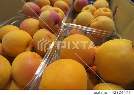 あんず あんず 42324477