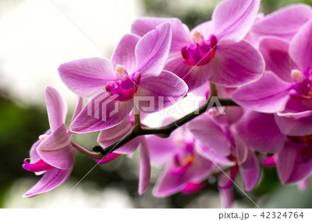 Beautiful orchid flower 42324764