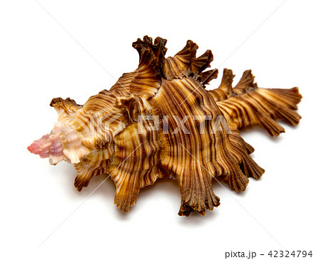 sea shell isolated on white sea shell isolated on white 42324794