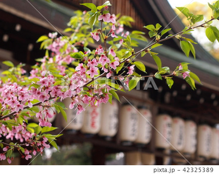 名残桜 42325389