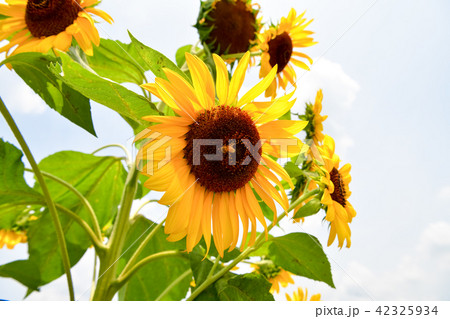夏の花 ひまわり 夏の花 ひまわり 42325934