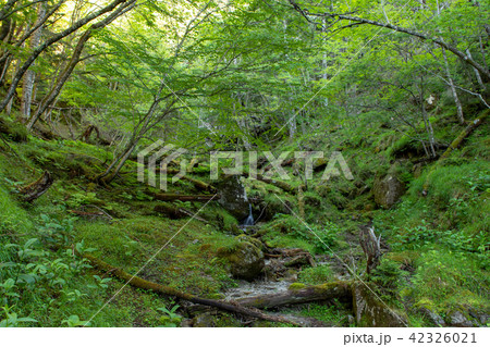 緑と清流　ドンドコ沢登山道 42326021
