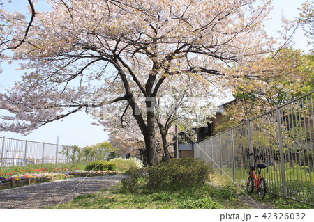 都市農業公園の桜 42326032