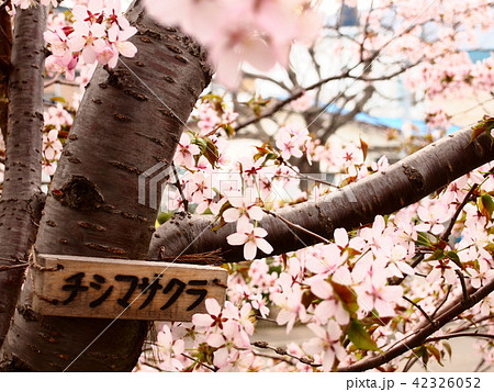千島桜 千島桜 42326052