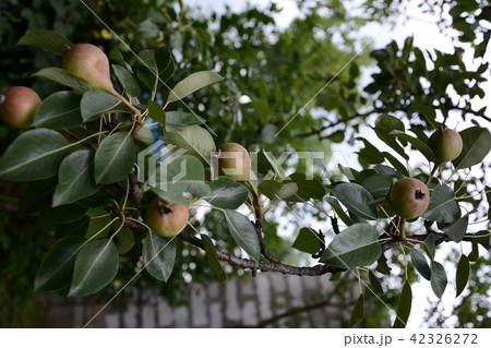 Pear tree hanging on the green garden in the summer garden Pear tree hanging on the green garden in the summer garden 42326272
