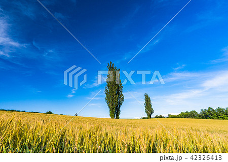 《北海道》美瑛・赤羽の丘 42326413