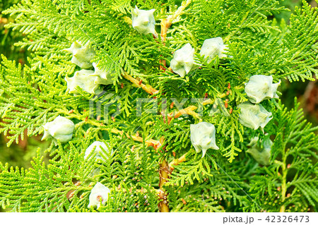 Cypress branches with fruits close-up Cypress branches with fruits close-up 42326473