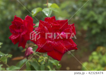 荒尾市 おもやい市民花壇 バラの花、 荒尾市 おもやい市民花壇 バラの花、 42326474