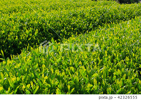 茶畑 42326555