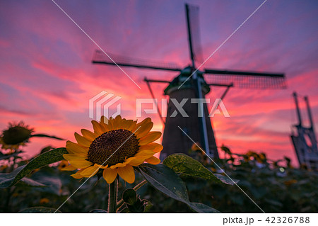 【夕焼け】ひまわりと風車【夏】 42326788