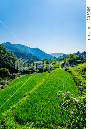 香川県 中山千枚田の写真素材