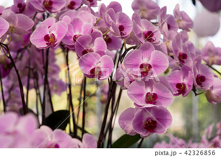 Beautiful purple orchid flowers. Beautiful purple orchid flowers. 42326856