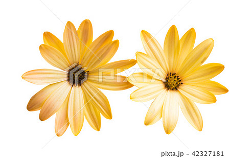 Osteospermum yellow isolated 42327181